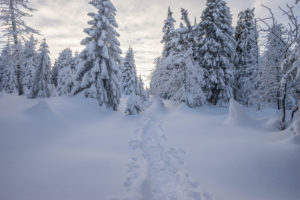 Germany, Lower Saxony, Harz National Park, snowy landscape in the Harz National Park Germany, Lower Saxony, Harz National Park, snowy landscape in the Harz National Park