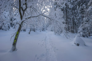 Germany, Lower Saxony, Harz National Park, snowy landscape in the Harz National Park Germany, Lower Saxony, Harz National Park, snowy landscape in the Harz National Park