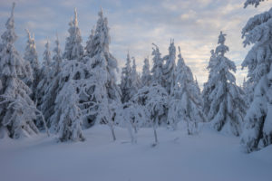 Germany, Lower Saxony, Harz National Park, snowy landscape in the Harz National Park Germany, Lower Saxony, Harz National Park, snowy landscape in the Harz National Park