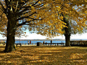 Schondorf am Ammersee / Lake Ammer, lake, boat, promenade, park, park benches, visitors, quiet, hike, lime, yellow leaves, foliage, autumn, Schondorf am Ammersee / Lake Ammer, lake, boat, promenade, park, park benches, visitors, quiet, hike, lime, yellow leaves, foliage, autumn,