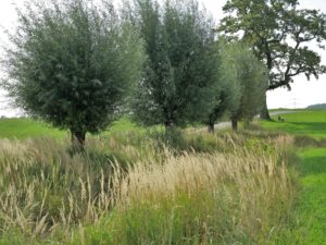 Germany, Bavaria, pollard willow, grasses Germany, Bavaria, pollard willow, grasses