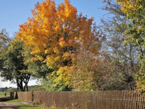 Germany, Bavaria, leaves coloring, maple tree, wooden fence Germany, Bavaria, leaves coloring, maple tree, wooden fence