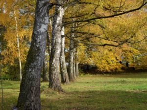 Germany, Bavaria, Eching am Ammersee, birches, leaves coloring, autumn Germany, Bavaria, Eching am Ammersee, birches, leaves coloring, autumn
