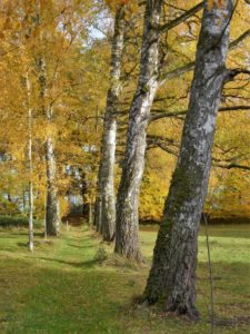 Germany, Bavaria, Eching am Ammersee, birches, leaves coloring, autumn Germany, Bavaria, Eching am Ammersee, birches, leaves coloring, autumn