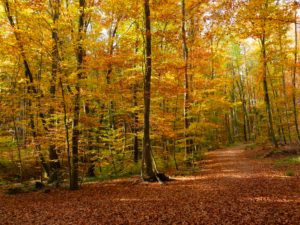 Germany, Bavaria, trail near Eching, leaves coloring, autumn Germany, Bavaria, trail near Eching, leaves coloring, autumn