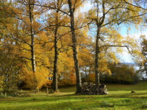 Germany, Bavaria, Eching am Ammersee, birches, leaves coloring, autumn Germany, Bavaria, Eching am Ammersee, birches, leaves coloring, autumn