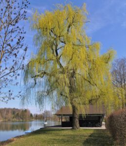 Germany, Bavaria, Germeringer See, pasture, hut, reflection, spring Germany, Bavaria, Germeringer See, pasture, hut, reflection, spring