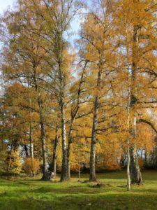 Germany, Bavaria, Eching am Ammersee, birches, leaves coloring, autumn Germany, Bavaria, Eching am Ammersee, birches, leaves coloring, autumn