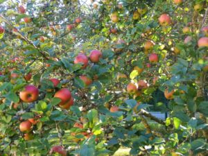 Germany, Bavaria, orchard meadow, apples Germany, Bavaria, orchard meadow, apples