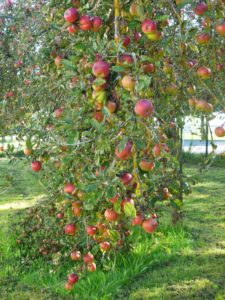 Germany, Bavaria, orchard meadow, apples Germany, Bavaria, orchard meadow, apples