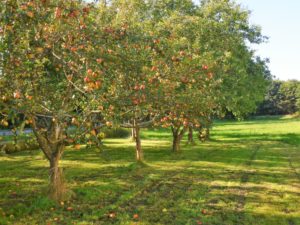 Germany, Bavaria, orchard, apple trees Germany, Bavaria, orchard, apple trees