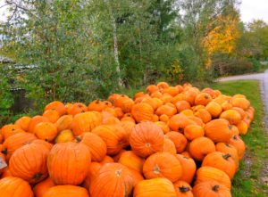 Germany, Bavaria, Germering, Pumpkin Sale, Autumn Germany, Bavaria, Germering, Pumpkin Sale, Autumn