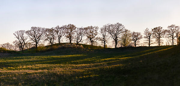 Deutschland, Mecklenburg-Vorpommern, Landschaft, Abend, Eichen, Baumreihe Deutschland, Mecklenburg-Vorpommern, Landschaft, Abend, Eichen, Baumreihe