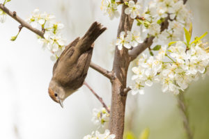 blackcap, female, Sylvia atrihatilla blackcap, female, Sylvia atrihatilla