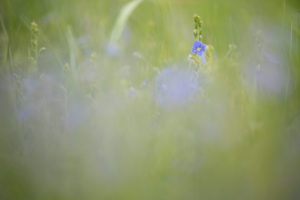 Speedwell, Veronica, blossom Speedwell, Veronica, blossom