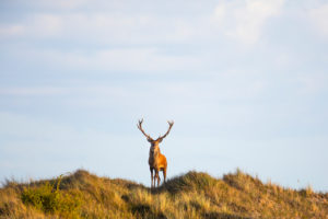 Rothirsch auf dem Darss in Mecklenburg-Vorpommern Rothirsch auf dem Darss in Mecklenburg-Vorpommern