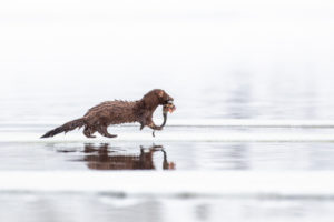 Mink, Amerikanischer Nerz, Neovison vison, mit Fisch als Beute, Finnland, Winter Mink, Amerikanischer Nerz, Neovison vison, mit Fisch als Beute, Finnland, Winter