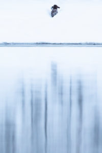 Mink, Amerikanischer Nerz, Neovison vison, mit Fisch als Beute, Finnland, Winter Mink, Amerikanischer Nerz, Neovison vison, mit Fisch als Beute, Finnland, Winter