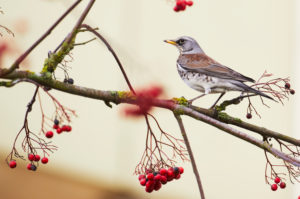 Wacholderdrossel, Turdus pilaris, Schwerin, Mecklenburg-Vorpommern, Deutschland Wacholderdrossel, Turdus pilaris, Schwerin, Mecklenburg-Vorpommern, Deutschland