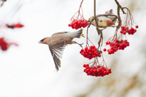 Seidenschwanz, Bombycilla garrulus, Mecklenburg-Vorpommern, Deutschland, Wintergast, mit Vogelbeere Seidenschwanz, Bombycilla garrulus, Mecklenburg-Vorpommern, Deutschland, Wintergast, mit Vogelbeere
