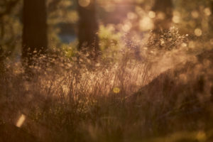 Sweden, grasses against the light Sweden, grasses against the light