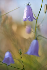 Schweden, Glockenblume Schweden, Glockenblume