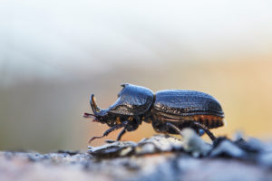 rhinoceros stag beetle, Sinodendron cylindricum rhinoceros stag beetle, Sinodendron cylindricum