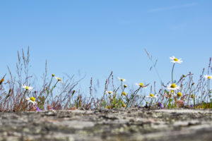 Sweden, Östergötaland, St. Anna, archipelago, flowers on rocks Sweden, Östergötaland, St. Anna, archipelago, flowers on rocks