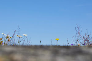 Schweden, Östergötaland, St. Anna, Schärengarten, Blumen auf Felsen Schweden, Östergötaland, St. Anna, Schärengarten, Blumen auf Felsen