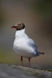 Black-headed Gull, Chroicocephalus ridibundus, summer dress Black-headed Gull, Chroicocephalus ridibundus, summer dress