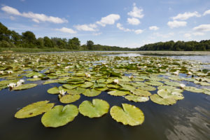Deutschland, Mecklenburg-Vorpommern, Landschaft, Seerosen, See Deutschland, Mecklenburg-Vorpommern, Landschaft, Seerosen, See