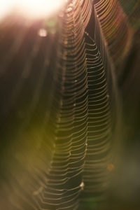 Spider web, back light, detail Spider web, back light, detail