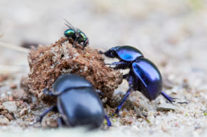 Dung beetle, Geotrupida, two, droppings Dung beetle, Geotrupida, two, droppings