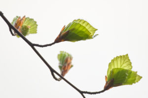 Beech, leaves, develop Beech, leaves, develop