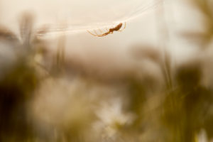 Spider, spider web, meadow Spider, spider web, meadow