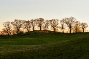 Germany, Mecklenburg-West Pomerania, landscape, evening, oak trees, row of trees Germany, Mecklenburg-West Pomerania, landscape, evening, oak trees, row of trees