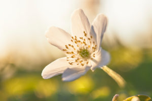 Wood anemone, Anemone nemorosa Wood anemone, Anemone nemorosa