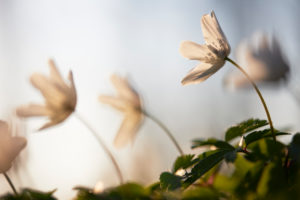 Wood anemone, Anemone nemorosa Wood anemone, Anemone nemorosa