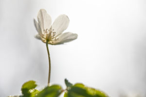 Wood anemone, Anemone nemorosa Wood anemone, Anemone nemorosa