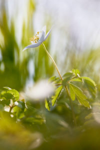 Wood anemone, Anemone nemorosa Wood anemone, Anemone nemorosa