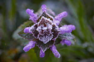 Dead nettle, lamium, hoarfrost, frost, bloom Dead nettle, lamium, hoarfrost, frost, bloom