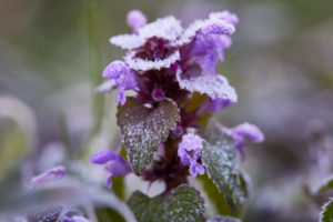 Taubnessel, Lamium, Raureif, Frost, Blüte Taubnessel, Lamium, Raureif, Frost, Blüte