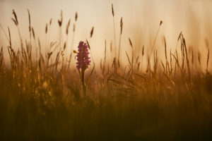 Broad-leaved orchid, Dactylorhiza majalis, meadow Broad-leaved orchid, Dactylorhiza majalis, meadow