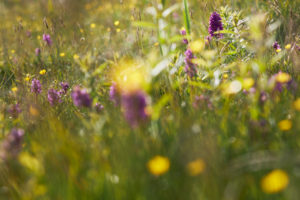 Breitblättriges Knabenkraut, Dactylorhiza majalis, Wiese Breitblättriges Knabenkraut, Dactylorhiza majalis, Wiese
