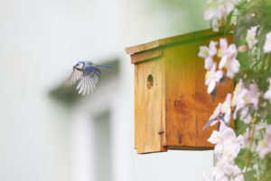 Blue tit, Parus caeruleus, nesting box Blue tit, Parus caeruleus, nesting box