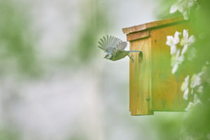 Blaumeise, Parus caeruleus, Nistkasten Blaumeise, Parus caeruleus, Nistkasten