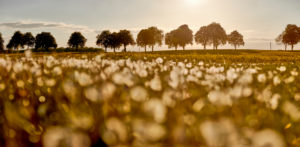 Germany, Mecklenburg-West Pomerania, landscape, rapeseed, Kastanienallee Germany, Mecklenburg-West Pomerania, landscape, rapeseed, Kastanienallee