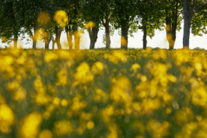 Germany, Mecklenburg-West Pomerania, landscape, rapeseed, Kastanienallee Germany, Mecklenburg-West Pomerania, landscape, rapeseed, Kastanienallee