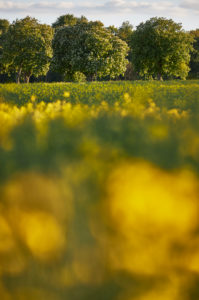 Germany, Mecklenburg-West Pomerania, landscape, rapeseed, Kastanienallee Germany, Mecklenburg-West Pomerania, landscape, rapeseed, Kastanienallee