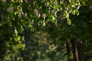 Kastanie, Blüten Kastanie, Blüten